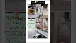 아기고양이일상 😽난 레오다옹 아이유 깽깽2 cute 냥이 귀여운고양이 cat 렉돌 [upl. by Neira305]