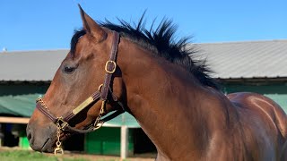 Crabapple 2021 filly [upl. by Margaret]