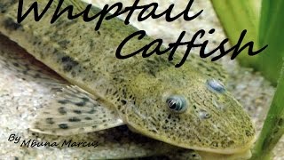 AMAZING CATFISH CLEANER  WHIPTAIL CATFISH [upl. by Akenom911]