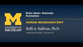 Nervous System Reticular Formation [upl. by Leanne]