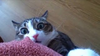 Funny Stalking Cat Video Completion [upl. by Flint105]