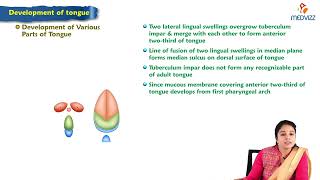 Development of tongue  Embryology Lecture [upl. by Knarf]