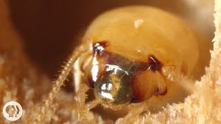 These Termites Turn Your House into a Palace of Poop  Deep Look [upl. by Eidolem]