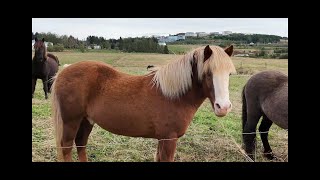 Icelandic horse [upl. by Etnovaj]