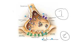 Neurons Part 3  How Neurons Generate Propagate and Pass Action Potentials [upl. by Euridice]