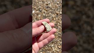 Leaves on the vine 🍃 amigunnagetlucky beachcombing [upl. by Noli]