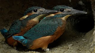 Kingfisher Dad Gets Chicks to Fly  4K  Discover Wildlife  Robert E Fuller [upl. by Hightower162]