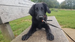 Perdy  4 Month Old Flat Coated Retriever Puppy  3 Weeks Training [upl. by Brena]