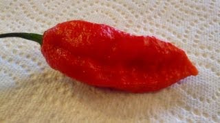 The quotBhut Jolokiaquot Ghost Pepper grown by Ed Currie PuckerButt Pepper Company [upl. by Leopold]