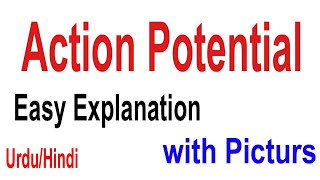 What is Action Potential  Action Potential Definition  Action Potential in Neuron  UrduHindi [upl. by Vokay]