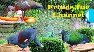 Bird Sounds  Hadeda ibis Indian peafowl Nicobar pigeon Blue Сrowned pigeon [upl. by Riggs]