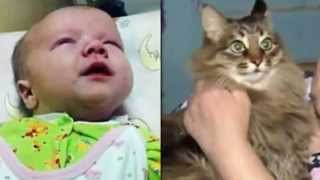 Stray cat saves Russian baby abandoned in freezing hallway by keeping him warm [upl. by Anuska]