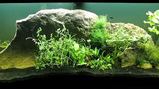 Identified and Unidentified Aquatic Plants to CO2Injected 75Gallon Tank 42924 [upl. by Ita716]