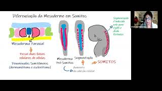 Somitogênese [upl. by Nico]