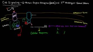 G Protein Coupled Receptors Part 1 of 2  2nd Messengers  General Scheme [upl. by Akenal587]