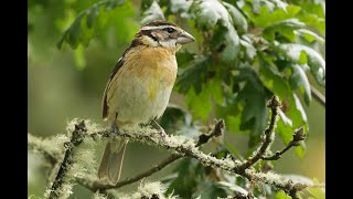 Blackheaded Grosbeak Cooper Mountain Oregon USA 3624 [upl. by Klingel]