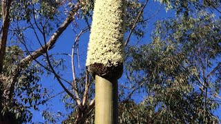 Xanthorrhoea species Gulgadya Cadigal Grass Tree [upl. by Elyagiba]