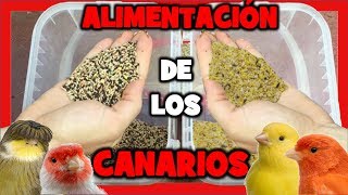 COMIDA para CANARIOS 🐤 TRUCOS ALIMENTACION de CANARIOS para la CRIA de CANARIOS  MIXTURA CANARIOS [upl. by Jonme]