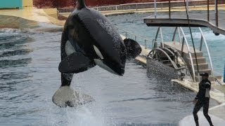 Marineland Antibes  Valentin Training Session [upl. by Ahsikin236]