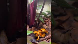 Phyllobates Terribilis Orange Blackfoot calling [upl. by Helbonnas534]