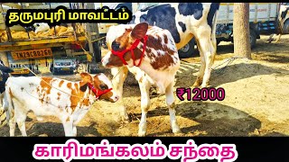 காரிமங்கலம் மாட்டு சந்தை தருமபுரி மாவட்டம் வளர்ப்பு கன்று குட்டிகள் Tn24sakthivlogs [upl. by Thetis]