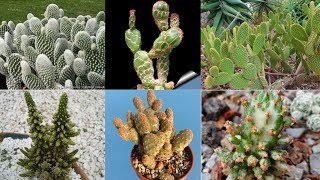 30 ESPÉCIES DE CACTOS OPUNTIA PARA IDENTIFICAÇÃO [upl. by Naie121]