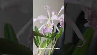 Cattleya Sapphirata coerulea [upl. by Celik]