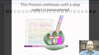 Protein Synthesis Translation [upl. by Siari]