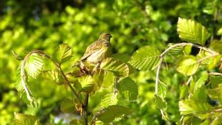 European Serin Europese kanarie Vogelenzang The Netherlands Luuk Punt 120518 1 [upl. by Asirb]