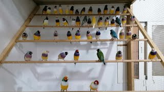 FINCH Life Cycle  BREEDING Duration I INCUBATION Duration [upl. by Jereme253]