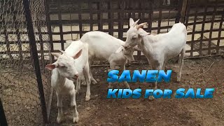 BOER AND SANEN GOAT KIDS FOR SALE [upl. by Lorenza]