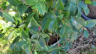 The leaves fell off my holly treesbushes but are they dead [upl. by Sergio]