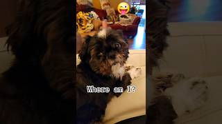 It happens to us all shihpoo viralshort doglovers dogcommunity [upl. by Conlan]