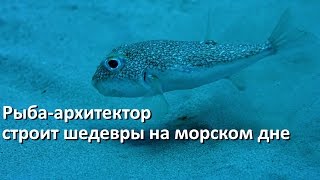 Рыба архитектор белопятнистый иглобрюх и его шедевры на морском дне [upl. by Harragan]