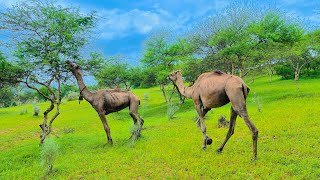 The Beautiful Camels of Tharparkar  Camel vs Camel [upl. by Llerrad]