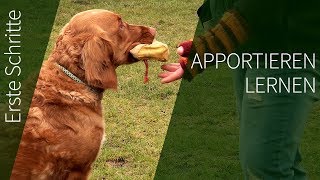 Apportieren erste Schritte ► Wie du deinem Hund Apportieren lernen kannst [upl. by Meerak]