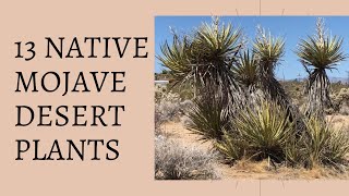 13 Native Mojave Desert Plants  Catclaw Acacia Creosote Jojoba Cholla Opuntia Ephedra [upl. by Arabrab]