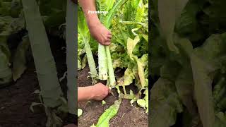 Harvesting lettuce is a joyful labor [upl. by Esoranna]