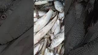 Buy fish 🐟😄 in market fresh river 🐟🐠village naturefishfishing fishingvideo villagelife [upl. by Opportina]