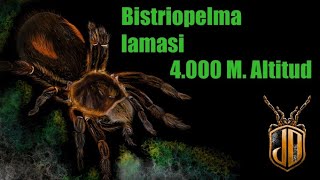 Bistriopelma lamasi  Una tarantula muy curiosa [upl. by Tijnar]