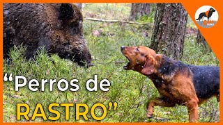 Perros de rastro 🐾 sabuesos en busca del jabalí 🐗sabuesoespañolperrosderastro [upl. by Debbra]