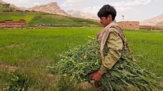 Nomadic Traditions Hardworking Lives in Afghan Mountain Villages [upl. by Annia]