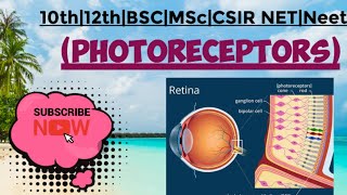 Photoreceptors  MSc zoology 4 th sem Hindi notes [upl. by Turnheim]