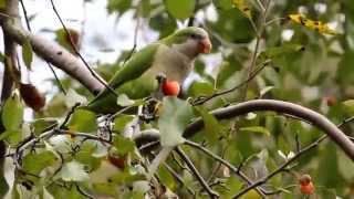 Wild Monk Parakeets in Central Park NYC [upl. by Anedal]