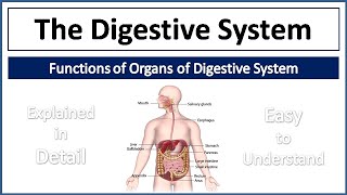 Digestive System  Organs of Digestive System amp their Functions  Explained in Detail and Simple way [upl. by Katalin]