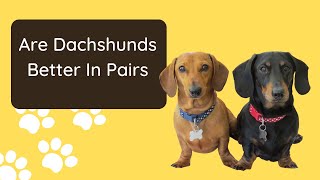 Do Dachshunds Do Better In Pairs [upl. by Ahsenad509]