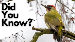 Things you need to know about GREEN WOODPECKERS [upl. by Aremaj]