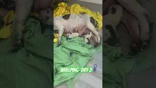 Whelping day 2 dog whelping explorepage subscribe youtubeshorts puppy viral americanbully [upl. by Rempe507]