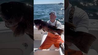 Tautog caught off Narragansett tautog blackfishing blackfish [upl. by Gnaw491]