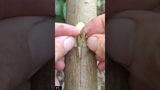 Easy Plants Grafting Skills grafting fruittrees satisfying plants tree shorts [upl. by Annalla]